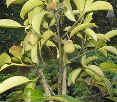 The rootstock is a seedling tree that is chosen for its vigour, hardiness and disease resistance. Grafted Mangosteen Is It Better Than Non Grafted Zac B Sarian