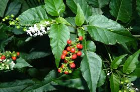 Image result for Rivina humilis