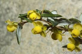 Image result for Berberis verruculosa
