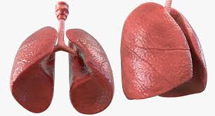 3d Model Lung Anatomy Turbosquid 1214480 Lung Anatomy Anatomy Lunges