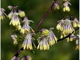 Image result for Thalictrum