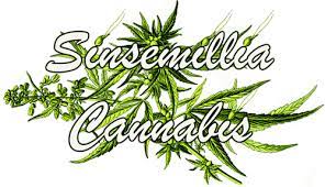 Sinsemilla Cannabis Sin Semillas