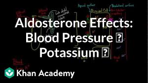 Aldosterone Raises Blood Pressure And Lowers Potassium