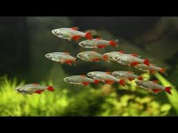 This fish likes to hang out in the middle to top levels of the water column, and while it is not as popular as a tetra, barb, or rasbora, it is still a great schooling fish for your aquarium. Schooling Fish Aquascape Aquascape Ideas