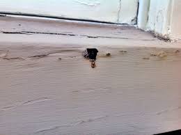 Is This Termite Damage The Termite Trackers Termite Inspections Treatments Termite Damage Termite Control Termites