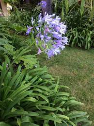 Pin On Mygardenanswers
