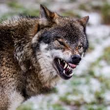 Wolves cull sick, old and genetically inferior elk and deer, allowing the wolves improve riparian areas. The Truth About Wolf Surplus Killing Survival Not Sport Outside Online