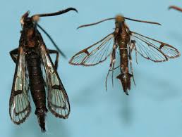 Dette hindrer nye voksne insekter fra å legge eggene sine inne i frukten. Peach Tree Borers In New Hampshire Fact Sheet 2018 Unh Extension