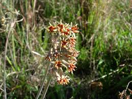 Image result for Tulbaghia cameronii
