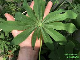 Image result for Manihot grahamii