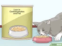 The 11 best cat foods for diabetic cats. How To Feed A Diabetic Cat 13 Steps With Pictures Wikihow