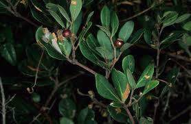 Image result for Rhoicissus digitata