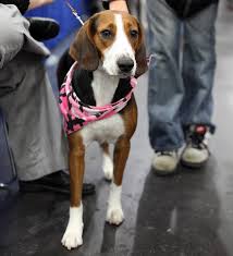 Know their child friendliness, common health issues, trainability and behavior to fing out if they are right breed for you. Hamiltonstovare 1 Petguide