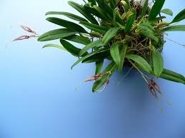 Image result for Bulbophyllum sp. nov