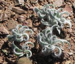 Image result for Gethyllis