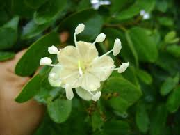 Image result for Hymenaea