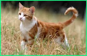 George berasal dari bahasa yunani yang makannya dalam anime one piece sanji disebut sebagai kuroasi sanji (si kaki hitam). Nama Kucing Jantan Yang Bagus Lucu Dan Keren Dunia Fauna Hewan Binatang Tumbuhan Dunia Fauna Hewan Binatang Tumbuhan