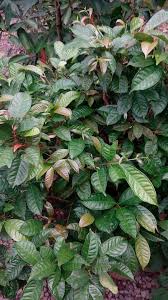 Pauzi mohd isa channel 25.421 views5 months ago. Ulam Pucuk Serai Kayu Plant Leaves Plants Outdoor Plants