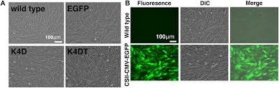 • are constituting the core of hair bulbs and therefore are regulating hair thickness and growth speed; Frontiers Human Derived Immortalized Dermal Papilla Cells With A Constant Expression Of Testosterone Receptor Cell And Developmental Biology