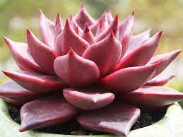 Echeveria agavoïdes 'red edge', est une forme avec des feuilles vert vif bien anguleuses aux extrémités cramoisies. Echeveria Agavoides Romeo Romeo Wax Agave World Of Succulents Echeveria Agavoides Echeveria Succulents