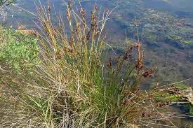 Image result for Juncus kraussii