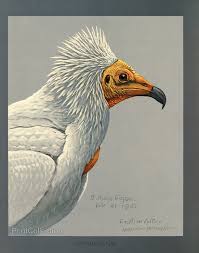 Animal drawings that have a lovely twist in their detailing. Print Collection Abyssinian Egyptian Vulture