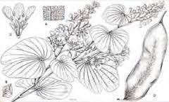 Since the camel foot tree grows a rather short stem, pruning is rarely necessary, but can easily be done after blossoming. Bauhinia Thonningii Camel S Foot Tree Monkey Bread Pfaf Plant Database