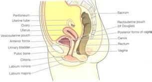 A female layer body anatomy for books 3d ilustration on пкун. Eurocytology