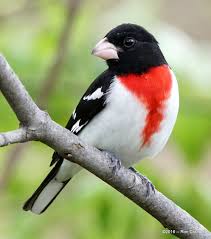Black And White Bird With Red Throat Ohio Pin On Birds
