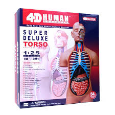 2 990 просмотров 2,9 тыс. 26080 4d Super Deluxe Human Anatomy Torso Model