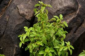 Image result for Acalypha segetalis