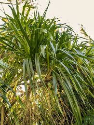Image result for Pandanus utilis
