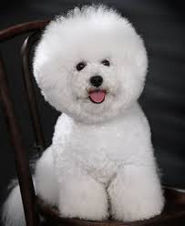 Verband Deutscher Kleinhundezüchter e.V.