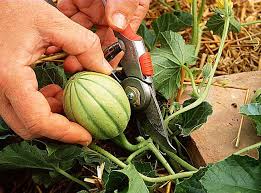 Epingle Sur Plantes