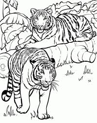 Realistic And Detailed Coloring Page Of Tiger For Older Kids Animal Coloring Books Animal Coloring Pages Coloring Pictures Of Animals
