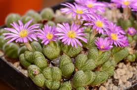 Image result for Biophytum crassipes