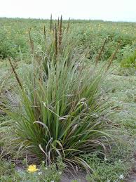 Image result for Eragrostis plana
