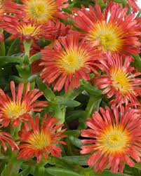 Image result for Delosperma spp.