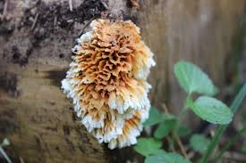 Image result for Pycnoporellus alboluteus