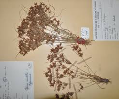 Image result for Cyperus amabilis