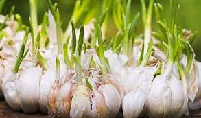 Kedua, rantai distribusi terlalu panjang, jadi dari petani ke pengepul, ke pengepul daerah, ke pasar induk, pasar induk ke pasar besar, ke pasar kecil dan ini menjadi panjang. Cara Menanam Bawang Putih Dengan Metode Hidroponik Gdm Organik
