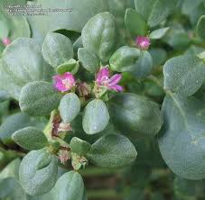 Image result for Trianthema portulacastrum