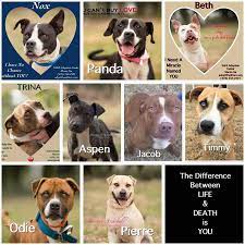We Are All Beyond Begging Help Us Get Out Of The Building No One Is Here For Us Safe Adoption Center 4213 Fulton Mil Panda Names Animal Rescue Site Adoption