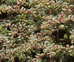 Image result for Suaeda vermiculata