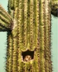The elf owl (micrathene whitneyi) is the world's lightest owl, the mean body weight of this species is 40 g. Milwaukee P Museum On Twitter Have You Seen Mpm S Elf Owl On The 2nd Floor He S Hiding Inside A Giant Saguaro Cactus The Largest Cactus In The U S Which Can Grow Up