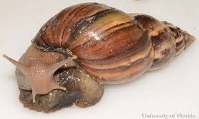 Humans can't become infected with this parasite unless they eat an undercooked or raw. Terrestrial Snails Affecting Plants In Florida