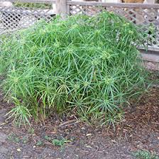 Image result for Cyperus pubens
