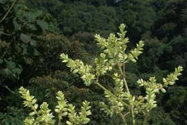 Image result for Sericostachys scandens