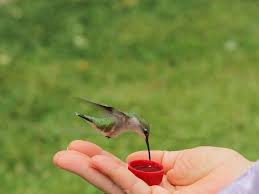 So it is important to change it often. A Homemade Hummingbird Nectar Recipe Guaranteed To Please