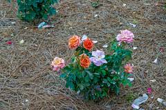 Beautiful flowers for whatever the occasion. Top 9 Photo Locations In Thomasville For Landscapes Shoots